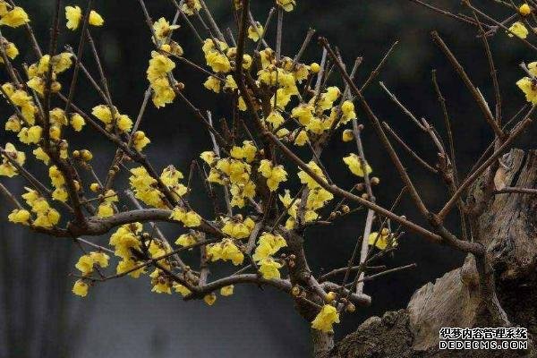 腊梅盆景怎么养护，气温过低时要移至室内越冬