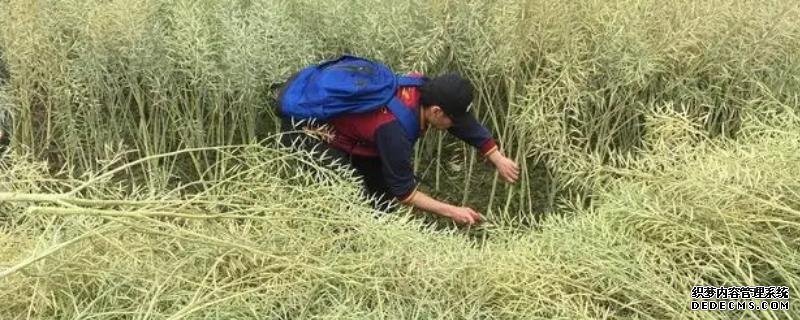 南方油菜的收割时间