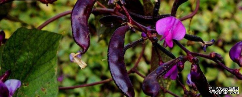 眉豆种植要点，附种植管理