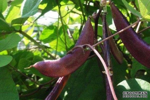 眉豆种植要点，附种植管理