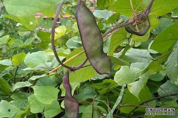 眉豆种植要点，附种植管理