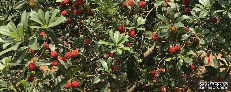 如何种植东魁杨梅