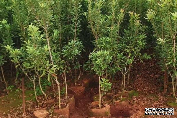 如何种植东魁杨梅