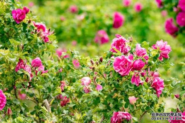 玫瑰花籽种植要点，附玫瑰花繁殖方式
