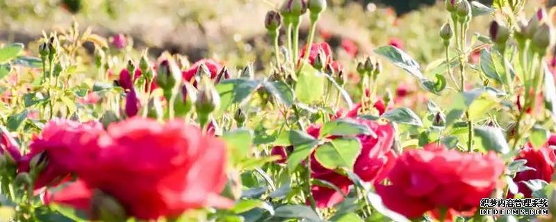 玫瑰花籽种植要点，附玫瑰花繁殖方式