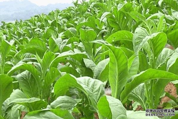烤烟花叶病喷施什么药防治，附烤烟花叶病病症