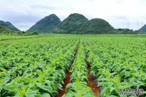 烤烟花叶病喷施什么药防治，附烤烟花叶病病症