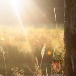 Giải mơ thấy rắn trắng 2026 | Cát Hung & Con Số - Giai Ma Giac Mo 2026